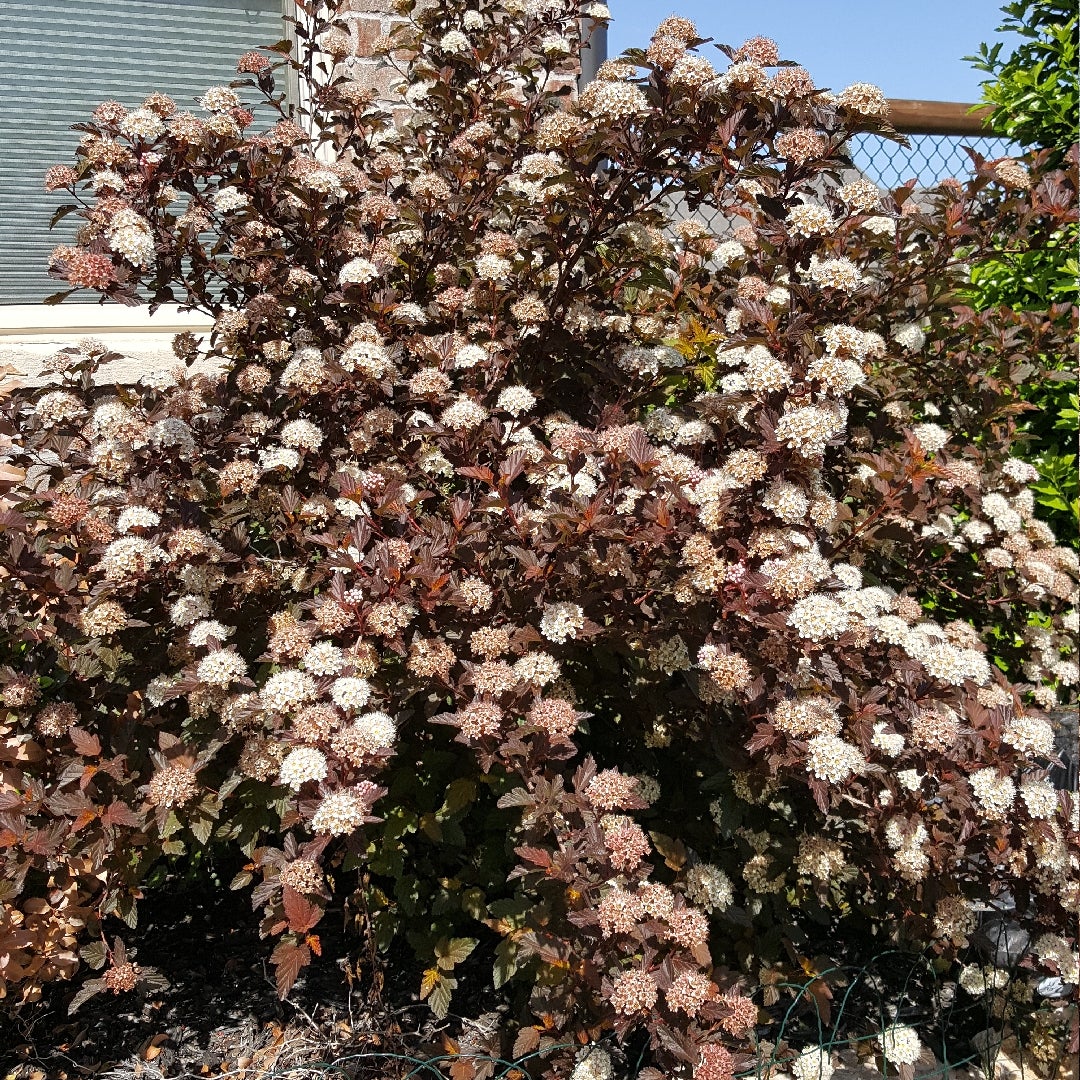 Physocarpus opulifolius 'Monlo' - 5 gal - Diablo Ninebark | All Season  Plants Nursery