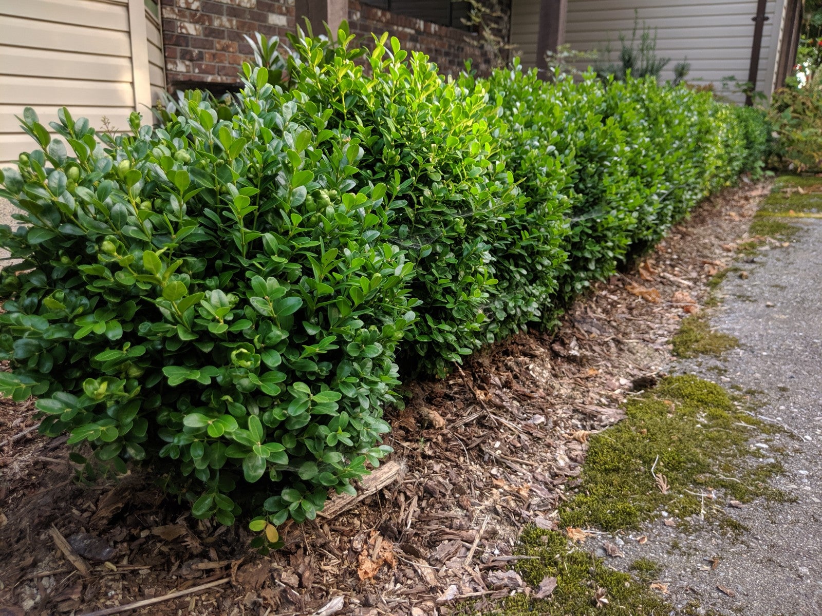 Buxus s. 'Suffruticosa' - 1 gal - True Dwarf Boxwood | All Season Plants  Nursery