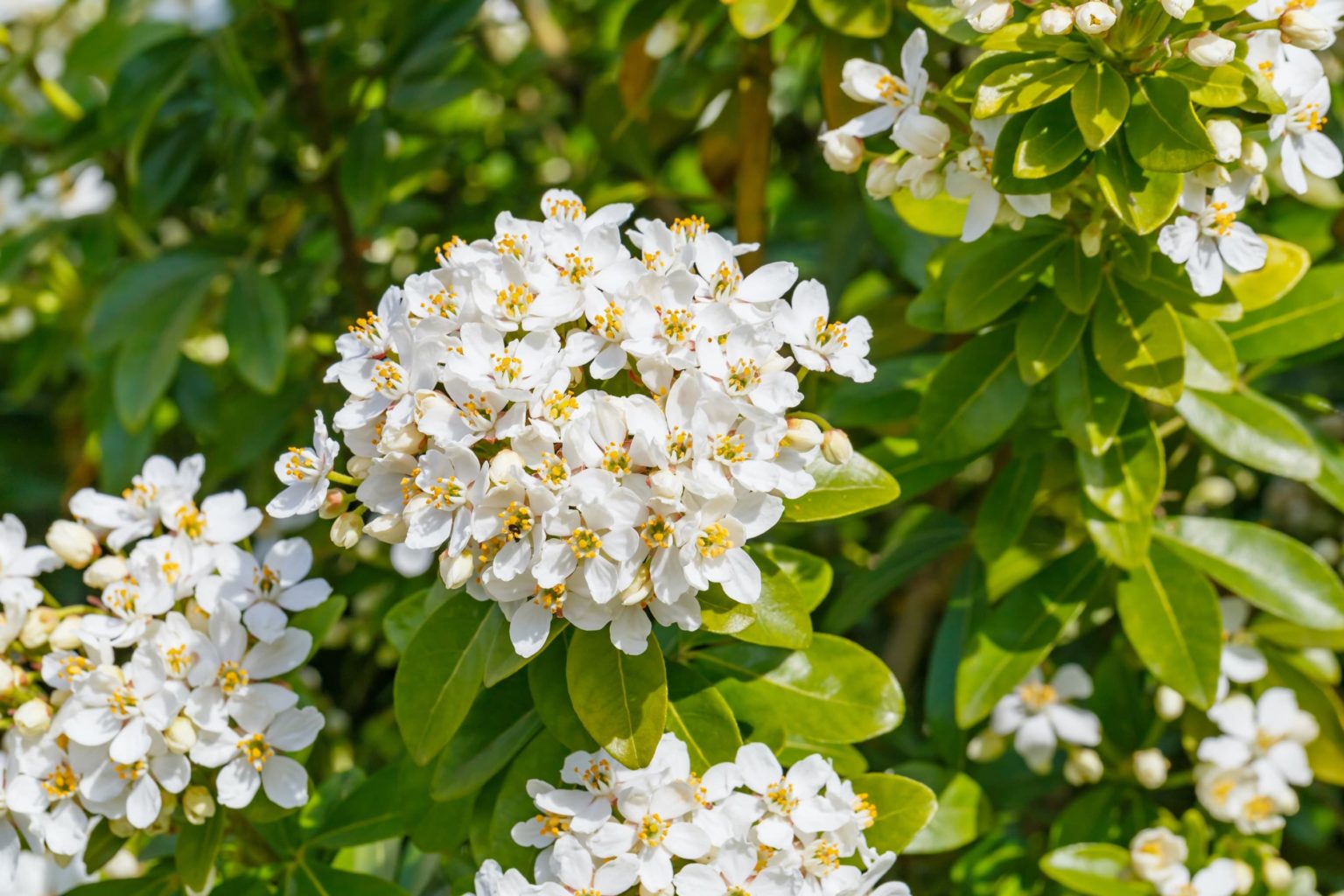 Choisya ternata - 5 gal - Mexican Orange | All Season Plants Nursery