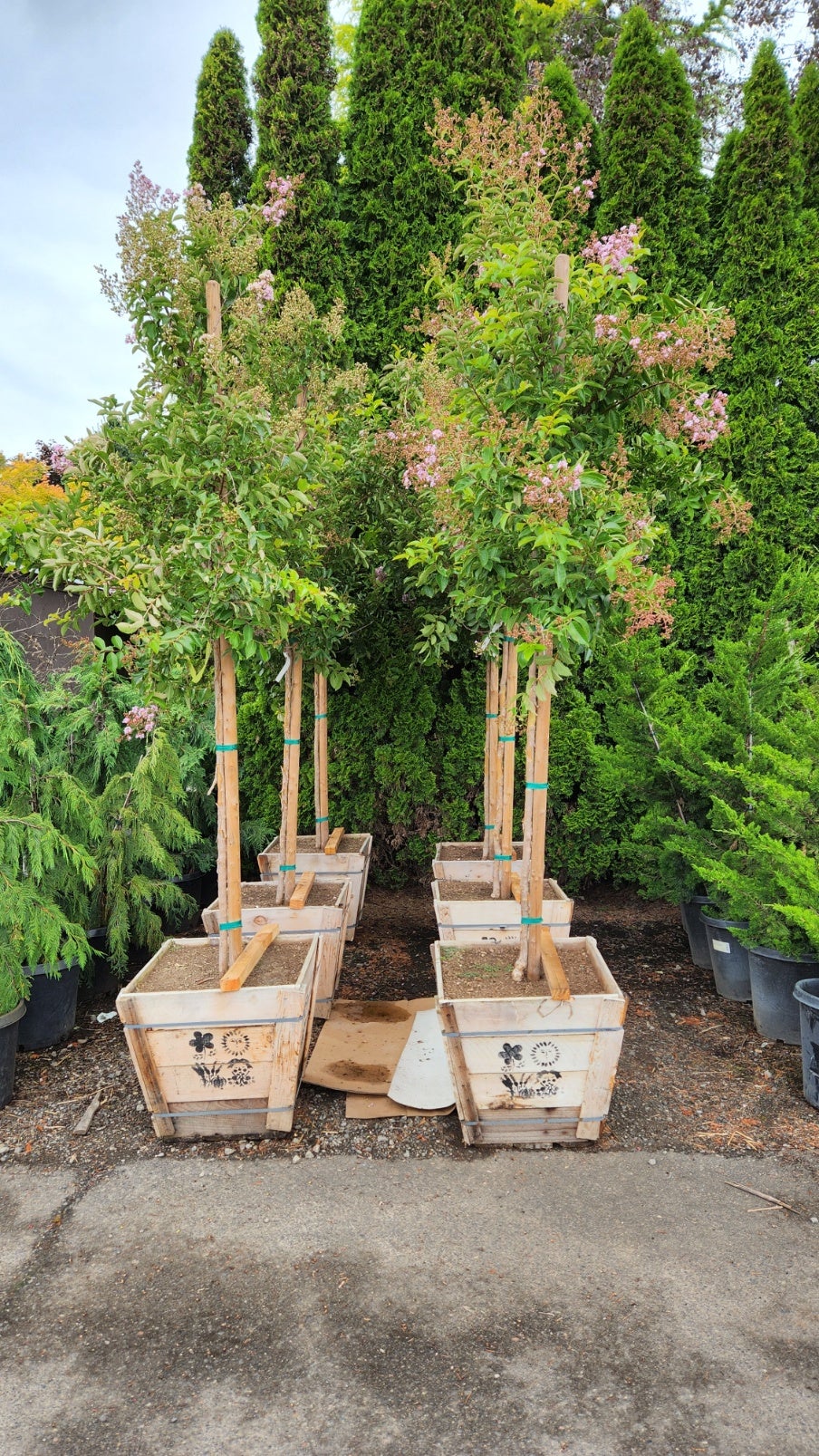 Lagerstroemia 'Muskogee' - 24\, image size:904x1607