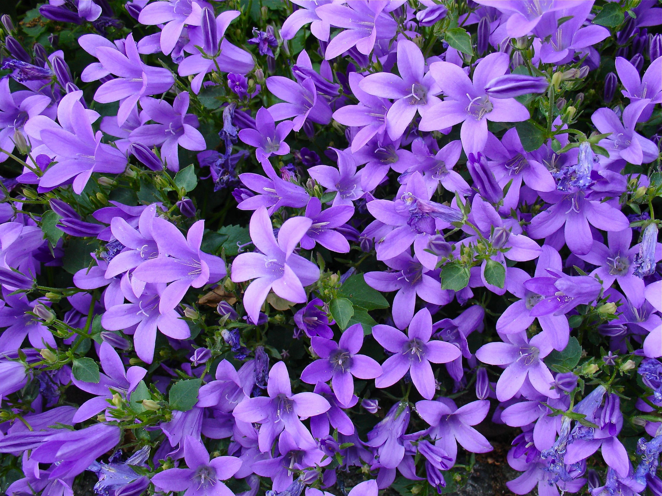 Campanula port. - 4" pot - Wall Bellflower | All Season Plants Nursery