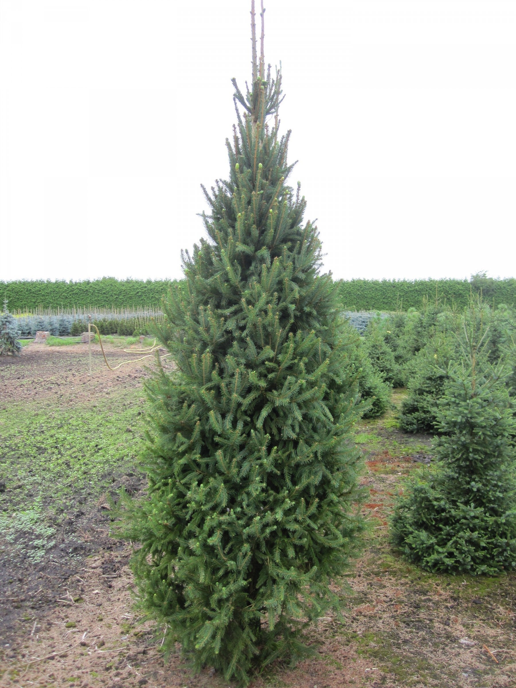 Picea abies 'Cupressina' - 6-7' - Fastigiata Norway Spruce | All Season ...
