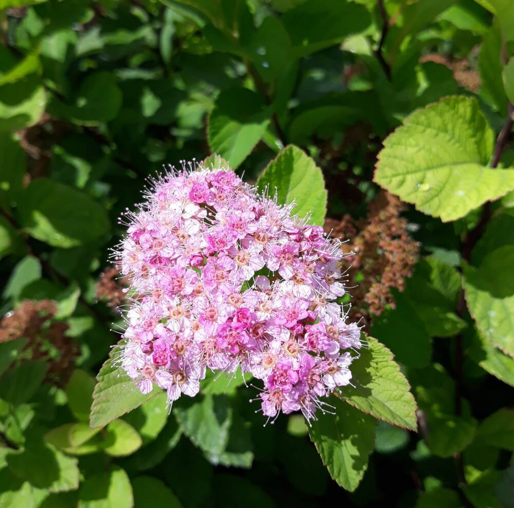 Spiraea densiflora - 1 gal - Spiraea | All Season Plants Nursery